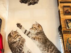 -槟城街头艺术街区