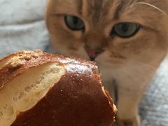 -老梦面包CHEZMOREL(麦子店)