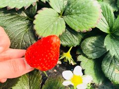 -恒绿农产品草莓采摘园
