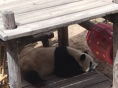 -大连森林动物园