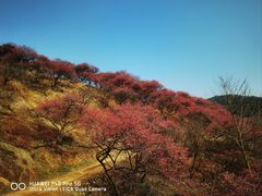 -新建村梅花