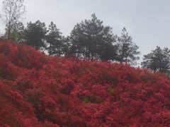 -木兰云雾山