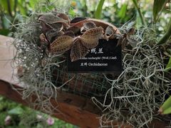 -中国科学院西双版纳热带植物园