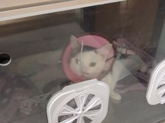 -嘉馨宠物医院·CT影像转诊·心脏科·犬猫全科诊疗中心(下沙大学城院区)