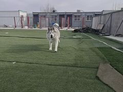 -宠物寄养训练学校