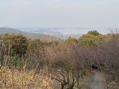 -香雪海