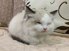-喵百万·布偶·蓝金金渐层英短·猫舍(百子湾店)