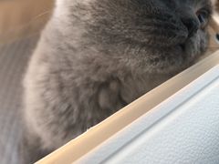 -猫大福·Fortune Cat猫舍(百子湾店)