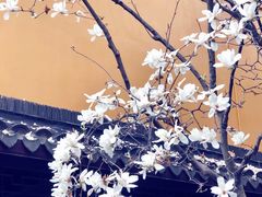 -龙华寺