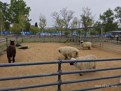 -秦皇岛野生动物园