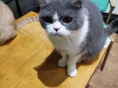 -猫色咖啡·猫咖