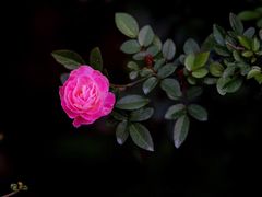 -人民公园(罗湖区)