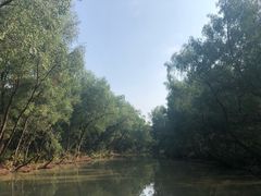 -大湾区中央湿地公园
