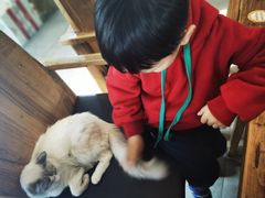 -吉丁鸟咖·异宠·寄养