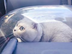 -乐派堂宠物医院·猫友好· 心脏科(东街店)