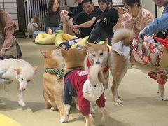 -逗柴咖啡屋·狗咖猫咖宠物桌游