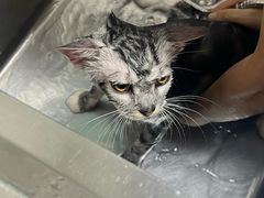 -乐琪宠物医院·犬猫专科·骨外科·急重症