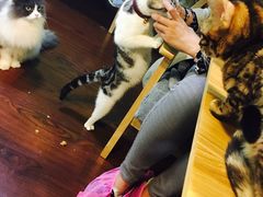 -李小姐の猫咖啡馆(五角场店)