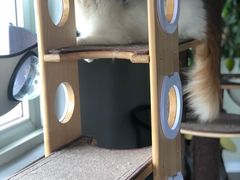 -东方名猫馆·英短金渐层布偶猫舍(环线广场1号楼店)