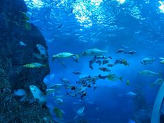 -芜湖新华联大白鲸海洋公园