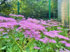 -北京张裕爱斐堡酒庄