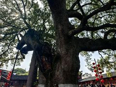 -新安江山水画廊风景区