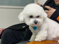 -达爱动物医院·犬猫分区·CT·复杂眼科(远洋山水分院)
