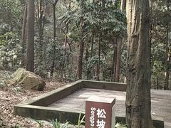 -铁山坪森林公园