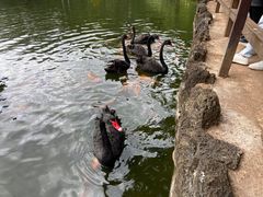 -海南热带野生动植物园