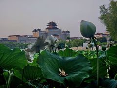 -莲花池公园