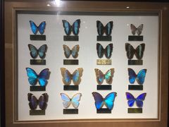 -上海昆虫博物馆