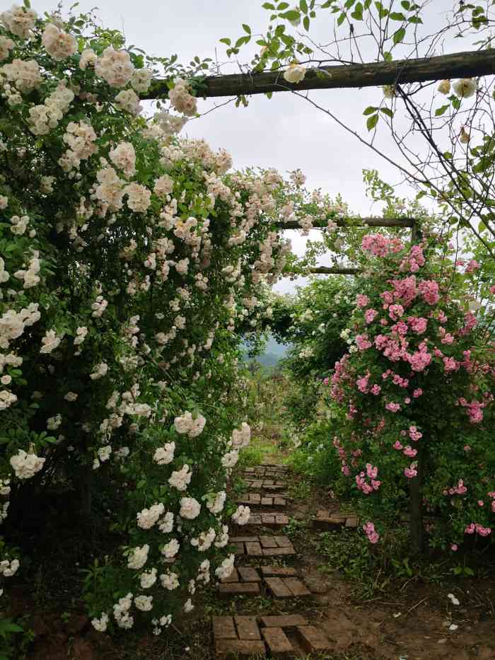 洛莎玫瑰园-"去年就知道了,不过知道晚了花期已过了～ .