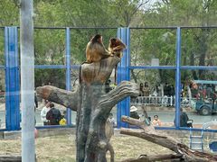 -大连森林动物园