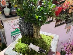 -花鸟鱼虫鲜花绿植市场(玉泉路店)