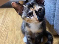 -关爱宠物医院·猫科中心·消化科(滨湖万达分院)
