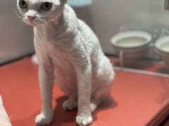 -babydoll猫舍·米努特·德文·缅因(久光中心店)