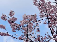 -顾村公园