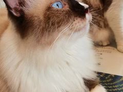 -平行世界·猫咖(首经贸店)