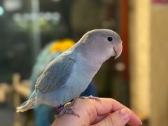 -吉丁鸟咖·异宠·寄养