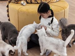 -1013 PET SHOP精品宠物商店(丁香店)