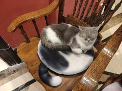 -猫色咖啡·猫咖