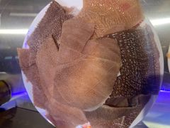 毛肚-朱光玉火锅馆(正弘城店)