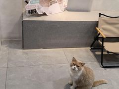 -伟伟宠物医院·CT影像中心·瑞派犬猫综合性门诊(汉口总院)