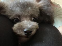 -多卡布奇宠物生活馆(上林世家店)