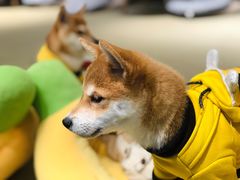 -逗柴咖啡屋·狗咖猫咖宠物桌游