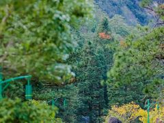 -龙岩梅花山虎园