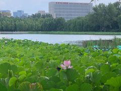 -莲花池公园