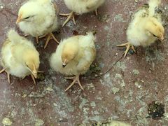 -马陆小张葡萄园农家乐