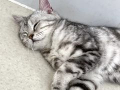 -共舞时光猫咖·狗咖(新街口店)