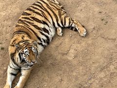 -西霞口神雕山野生动物世界